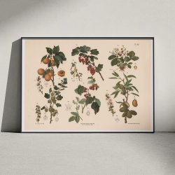 Abrikos, ribs, hindbr m.fl. 1889 - Biologi &amp; botanik