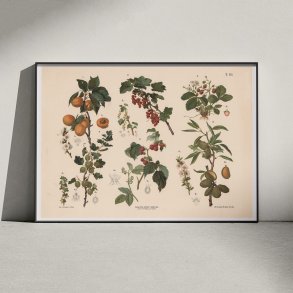 Abrikos, ribs, hindbr m.fl. 1889 - Biologi & botanik