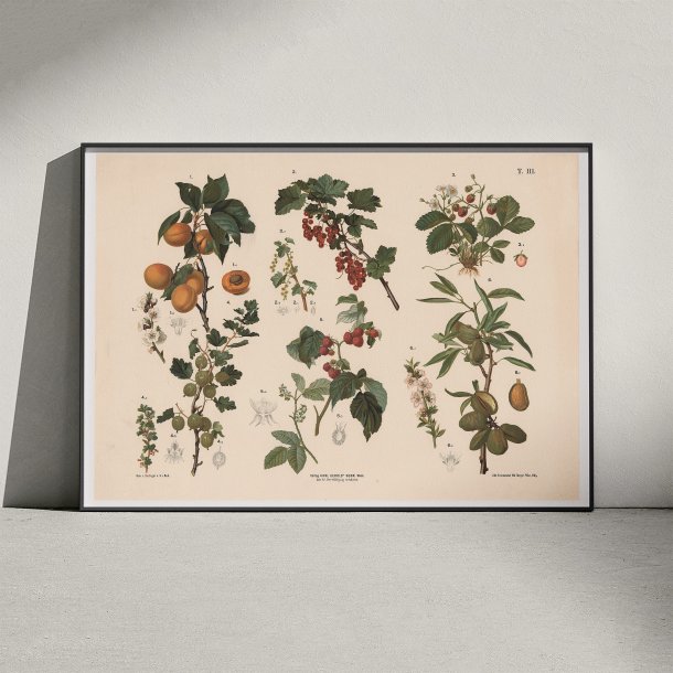 Abrikos, ribs, hindbr m.fl. 1889 - Biologi &amp; botanik