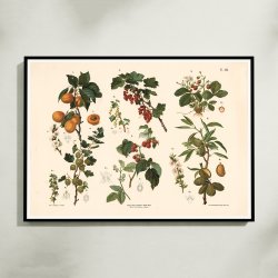 Abrikos, ribs, hindbr m.fl. 1889 - Biologi &amp; botanik