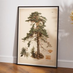 Rdgran 1889 - Botanik