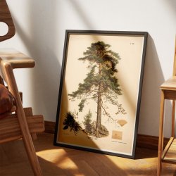 Rdgran 1889 - Botanik