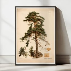 Rdgran 1889 - Botanik