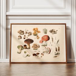 Champignon m.fl 1889 - Botanik