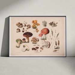Champignon m.fl 1889 - Botanik