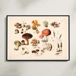 Champignon m.fl 1889 - Botanik