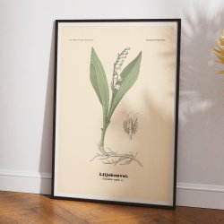 Liljekonval 1899 - Botanik