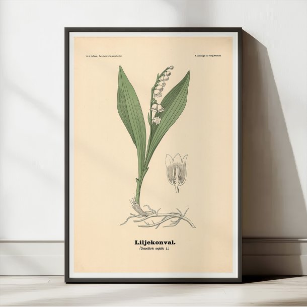 Liljekonval 1899 - Botanik