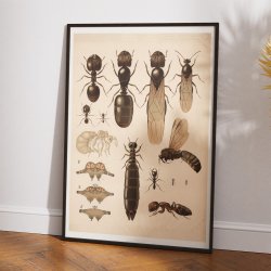 Myrer 1900 - Biologi