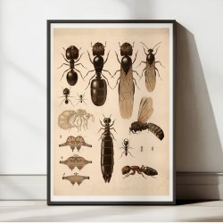 Myrer 1900 - Biologi