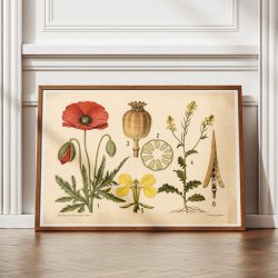 Valmue &amp; agersennep 1902 - Botanik