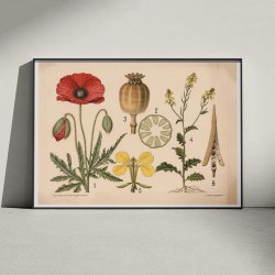 Valmue &amp; agersennep 1902 - Botanik