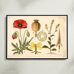 Valmue &amp; agersennep 1902 - Botanik