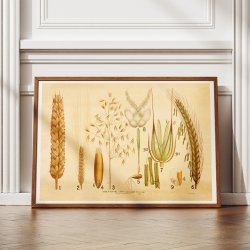 Vore kornsorter 1902 - Rug, byg &amp; havre - Botanik