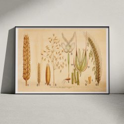 Vore kornsorter 1902 - Rug, byg &amp; havre - Botanik