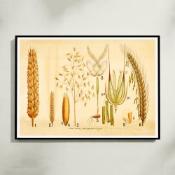 Vore kornsorter 1902 - Rug, byg &amp; havre - Botanik