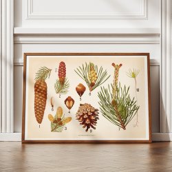 Skovfyr, rdgran og delgran 1902 - Botanik