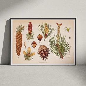 Skovfyr, rdgran og delgran 1902 - Botanik