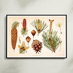 Skovfyr, rdgran og delgran 1902 - Botanik