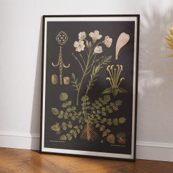 Engkarse 1909 - Botanik