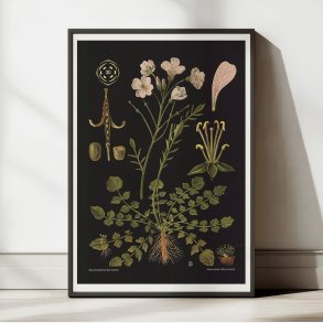 Engkarse 1909 - Botanik