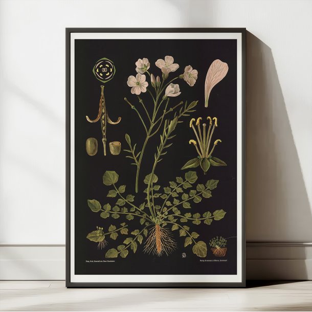 Engkarse 1909 - Botanik