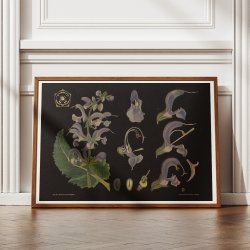 Salvie 1909 - Botanik