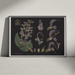 Salvie 1909 - Botanik