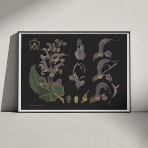 Salvie 1909 - Botanik