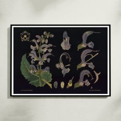 Salvie 1909 - Botanik