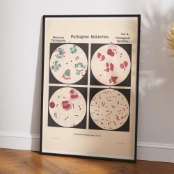 Gonorr-bakterier 1909 - Biologi