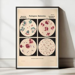 Gonorr-bakterier 1909 - Biologi