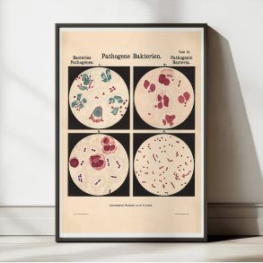 Gonorr-bakterier 1909 - Biologi