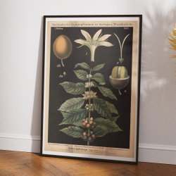 Kaffetr 1880 - Biologi &amp; botanik