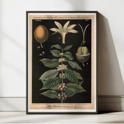 Kaffetr 1880 - Biologi &amp; botanik