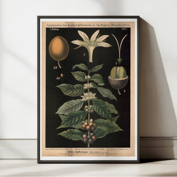 Kaffetr 1880 - Biologi &amp; botanik