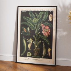 Banan 1880 - Biologi &amp; botanik