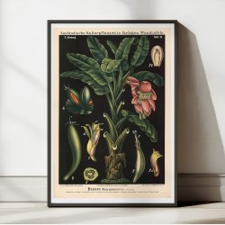 Banan 1880 - Biologi &amp; botanik