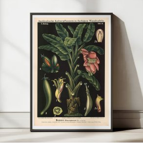 Banan 1880 - Biologi & botanik