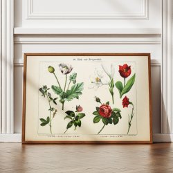 Valmue, tulipan &amp; rose 1891 - Anskuelsesundervisning