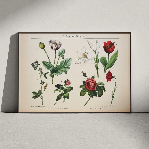 Valmue, tulipan &amp; rose 1891 - Anskuelsesundervisning