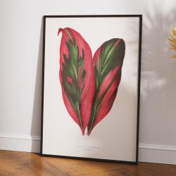 Pink Dracaena Terminalis blad - 1865