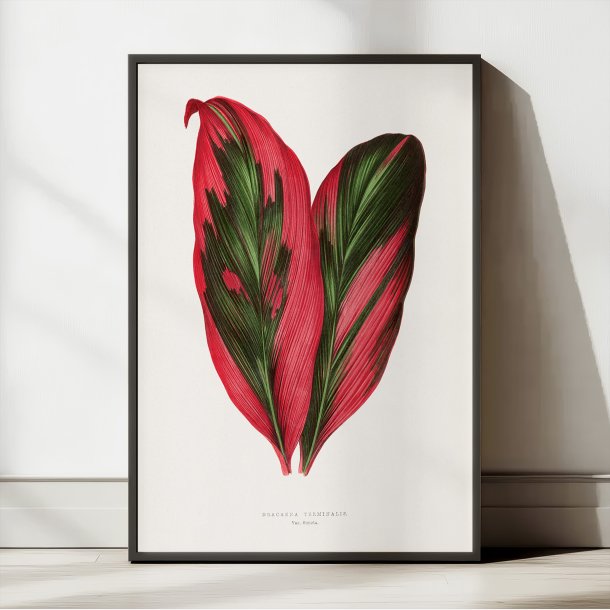 Pink Dracaena Terminalis blad - 1865