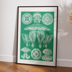 Gobler 1904 - Discomedusae - 1904