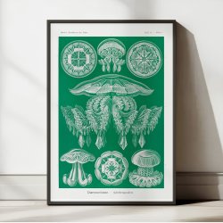 Gobler 1904 - Discomedusae - 1904