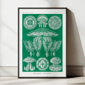 Gobler 1904 - Discomedusae - 1904