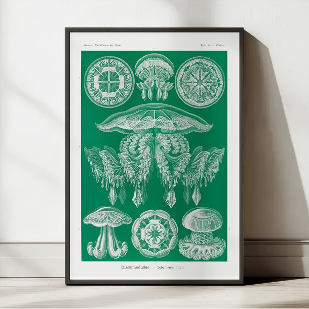 Gobler 1904 - Discomedusae - 1904