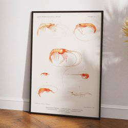 Rejer II - Campagnes Scientifiques