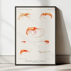 Rejer II - Campagnes Scientifiques