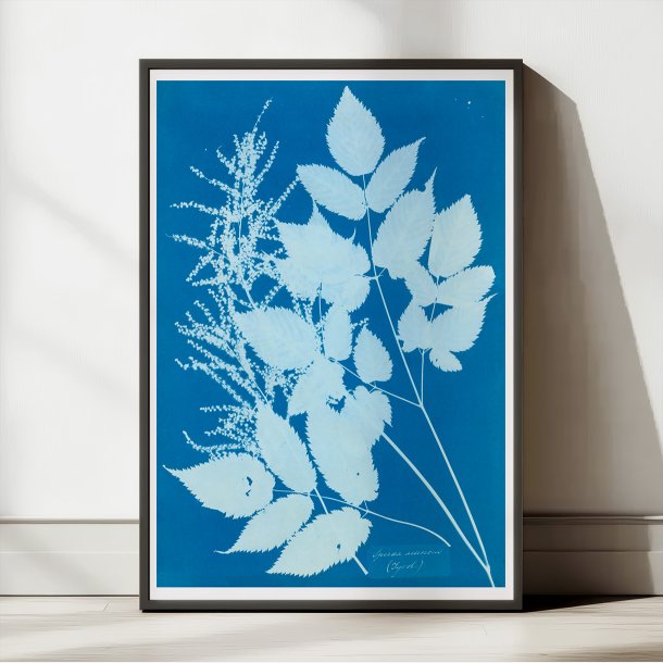 Tyrol 1854 - Anna Atkins plakat